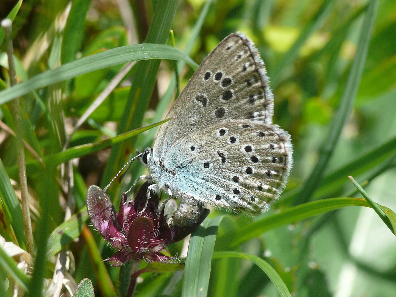 Ein Thymian-Amiesenbläuling, ein blau-grauer Schmetterling, an einer violetten Thymian-Blüte
