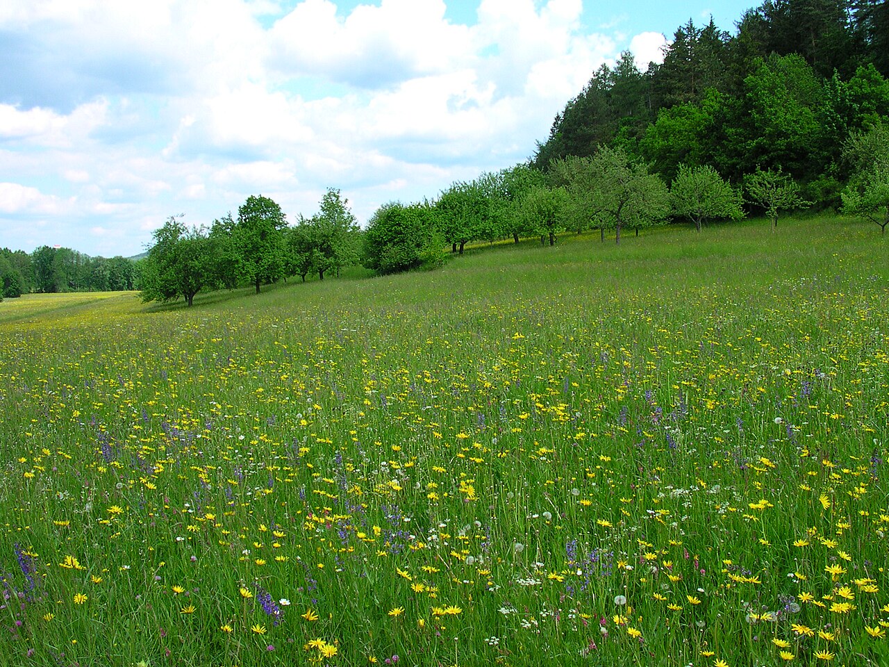 blühende Sommerwiese, im Hintergrund Streuobst und Wald