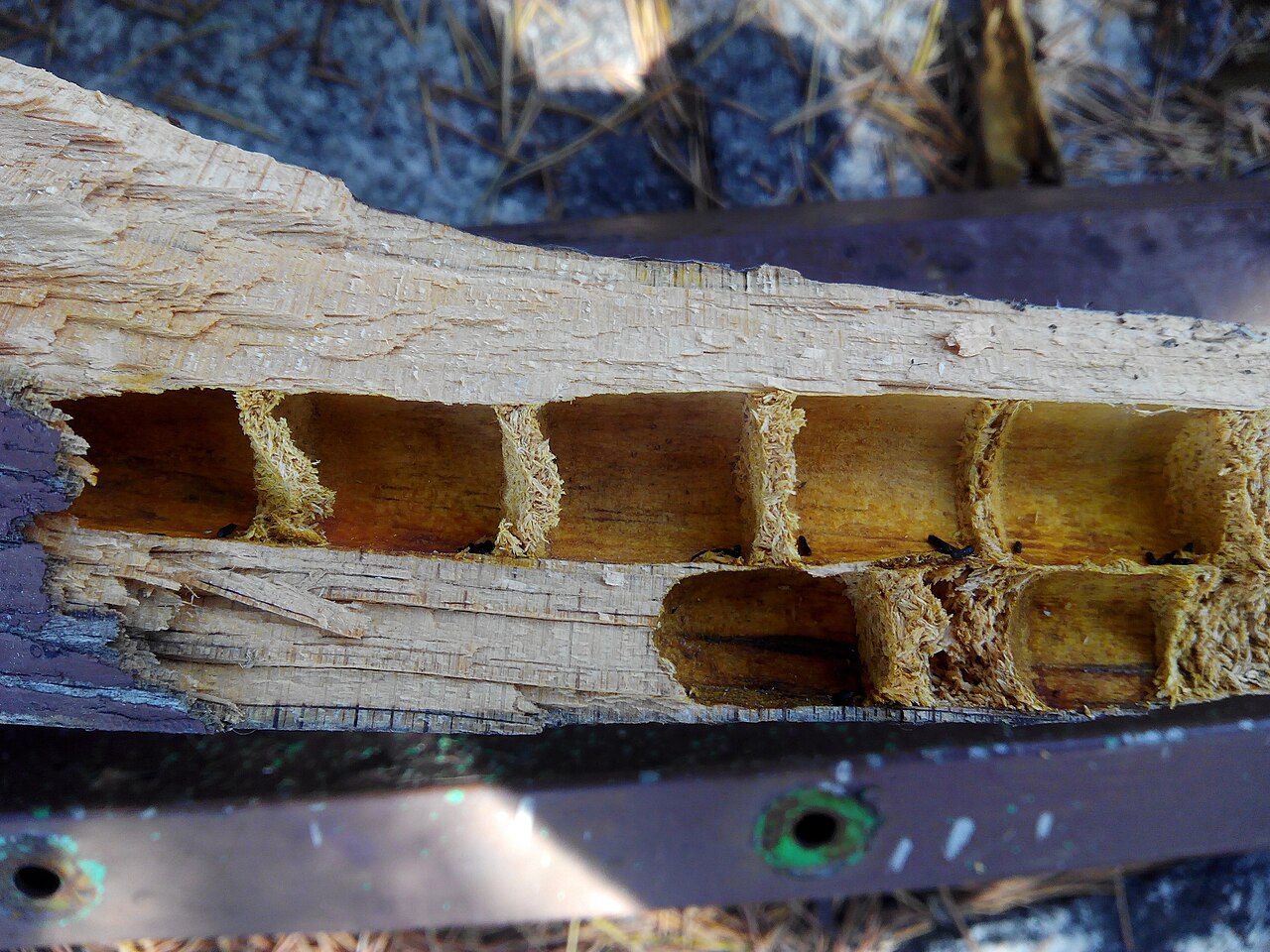 Brutröhre einer Blauschwarzen Holzbiene in einem Holzsstück von oben Fotografiert.