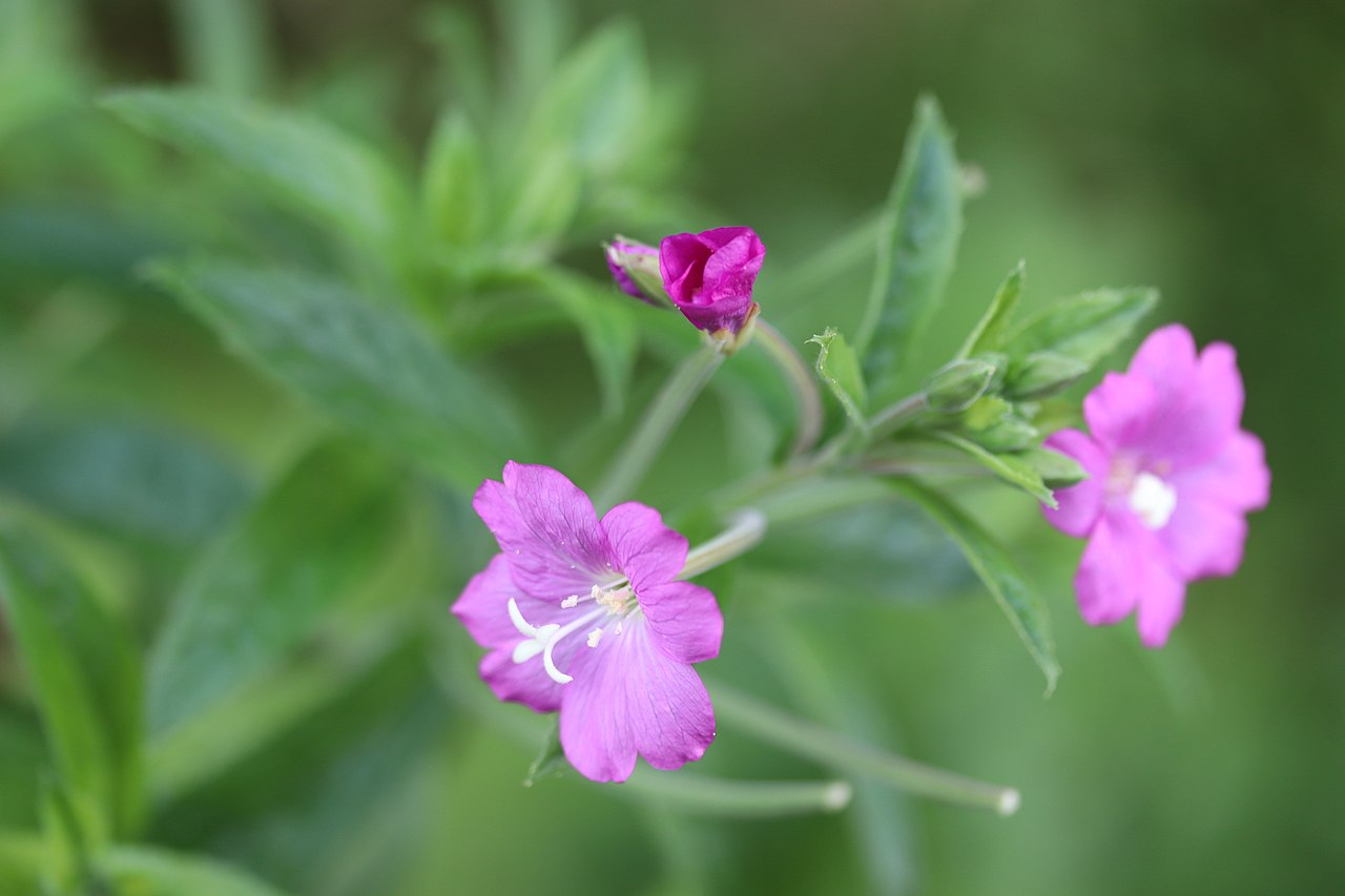 Pinkfarbene Blüten eines Weidenröschens. Die vier Blütenblätter sind leicht eingekerbt und kreuzförmig angeordnet. Aus der Blütenmitte ragen mehrere feine Staubfäden hervor.
