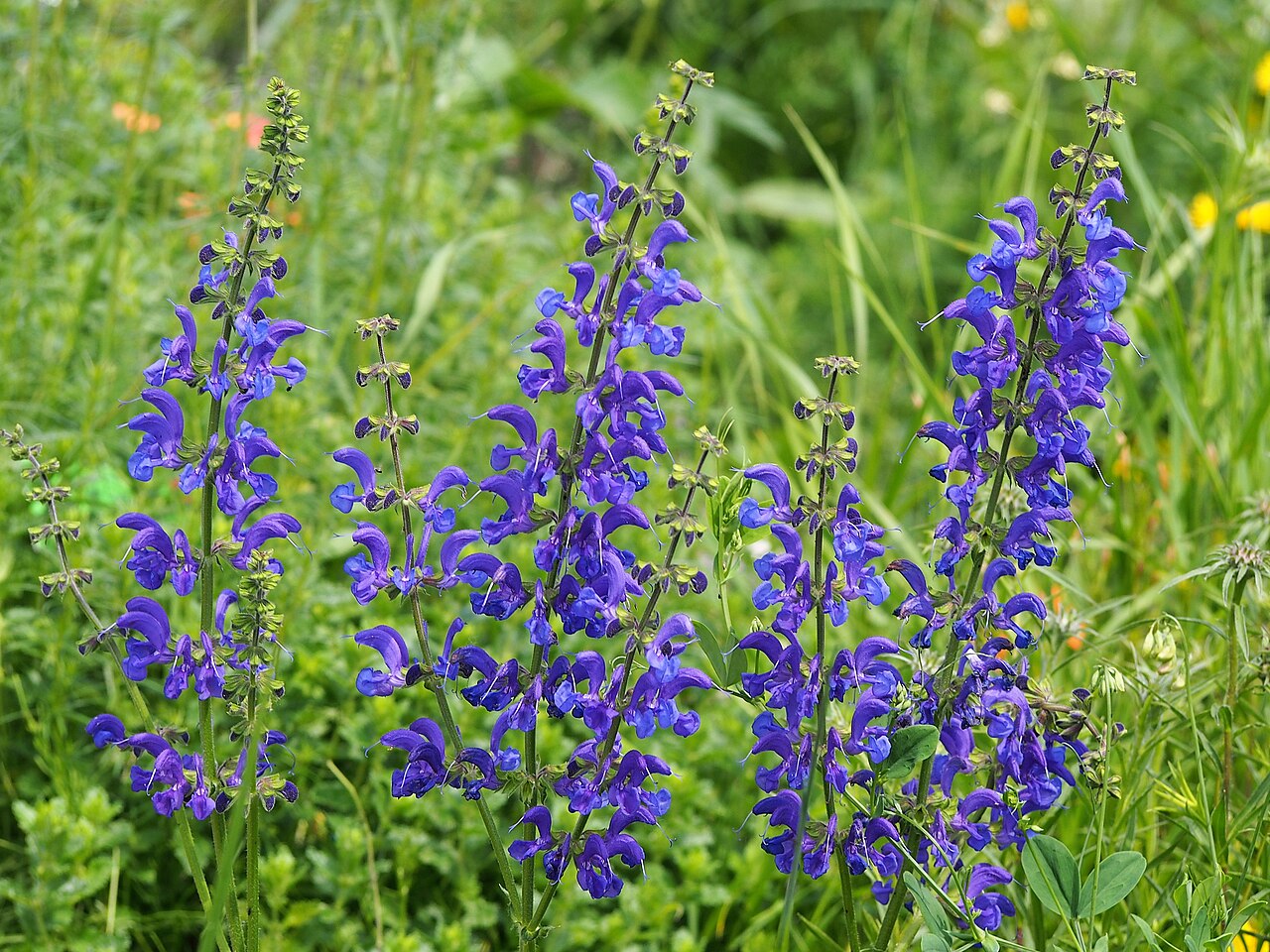 Der Wiesensalbei, eine hochwachsende Staude mit vielen vertikal angeordneten lila Blüten.