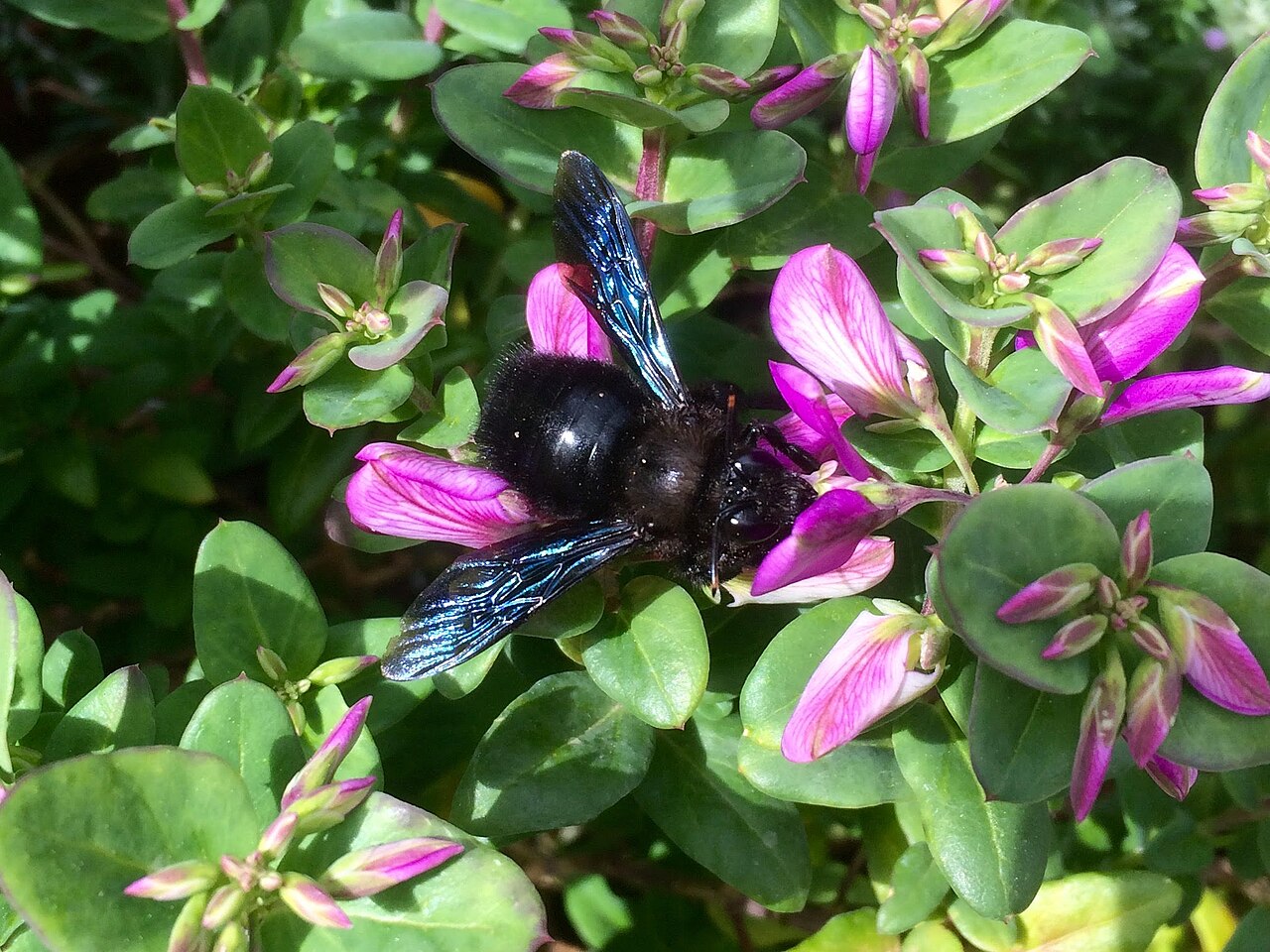 Eine Blauschwarze Holzbiene mit schimmernden Flügeln und schwarzem Körper sitzt auf einer lila blühenden Blume.