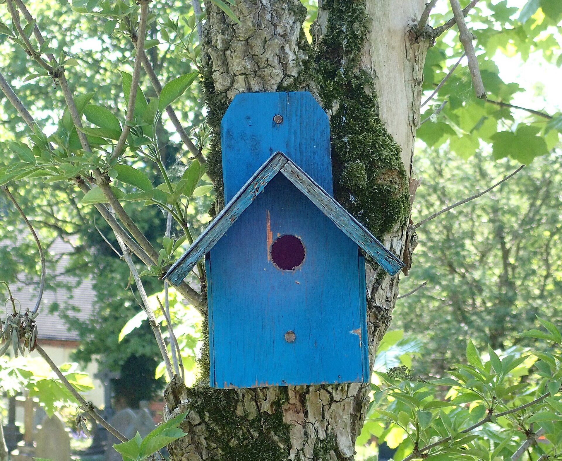 Ein blaues Vogelhäuschen an einem Baumstamm