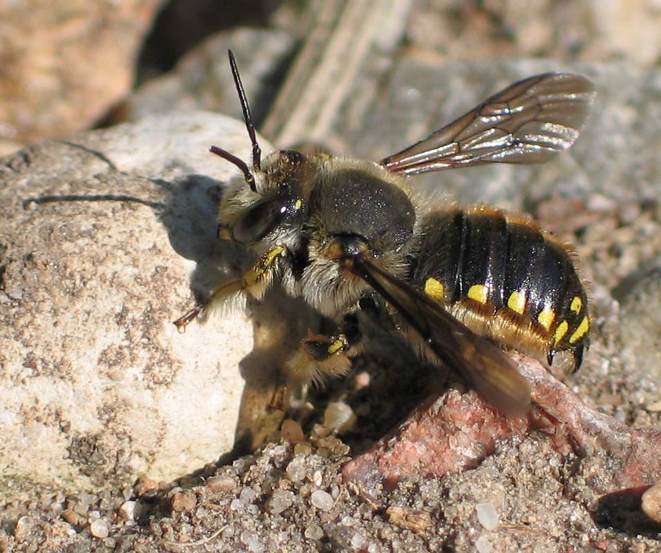 Eine Garten-Wollbiene sitzend auf Steinchen und Sand. Gelbe Flecken am äußeren Rand ihres schwarzen Hinterleibs.