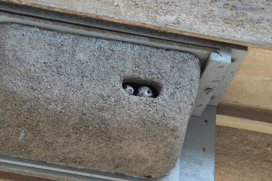 Zwei Mauersegler spähen durch eine kleine Öffnung aus ihrem Nest in einer steinernen Nisthilfe an einer Hauswand.