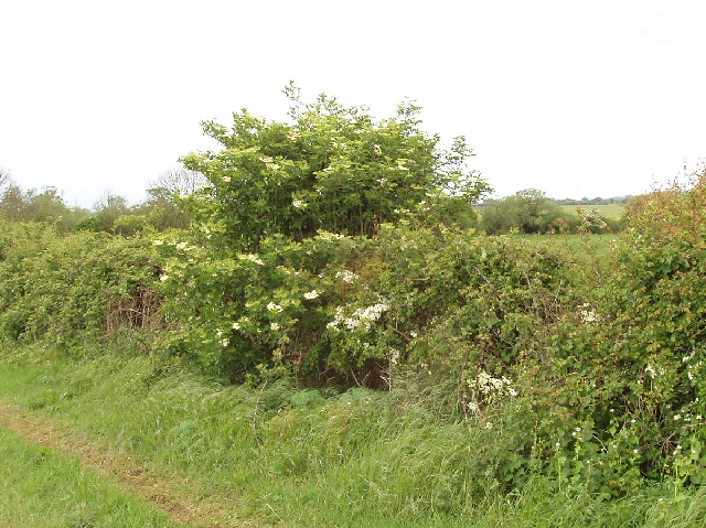 Eine grüne Hecke mit einem weiß blühenden Holunderbaum am Rande einer Wiese mit einem schmalen Trampelpfad.