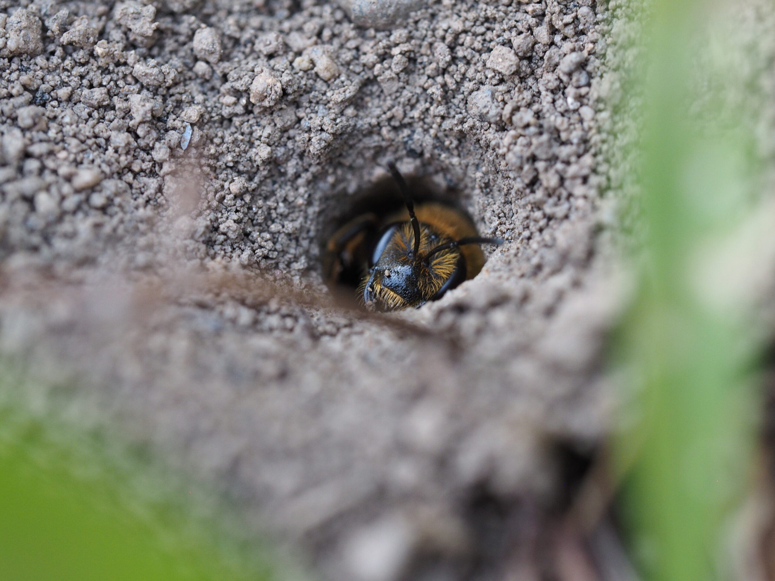 Eine Gelbbindige Furchenbiene, eine erdnistende Wildbienenart, kommt aus einem Loch in einem erdig-sandigen Boden gekrabbelt.