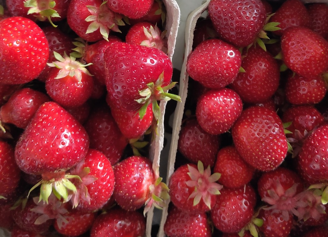 reife Erdbeeren in Pappschale