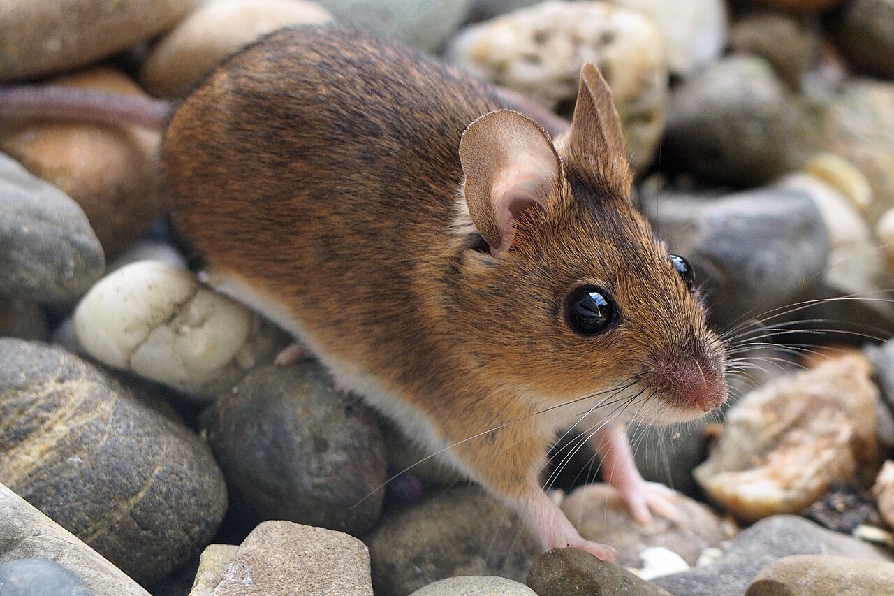 Maus mit großen schwarzen Augen, aufgerichteten Ohren, braunem Rücken und weißem Bauch steht auf steinigem Untergrund und blickt in die Kamera