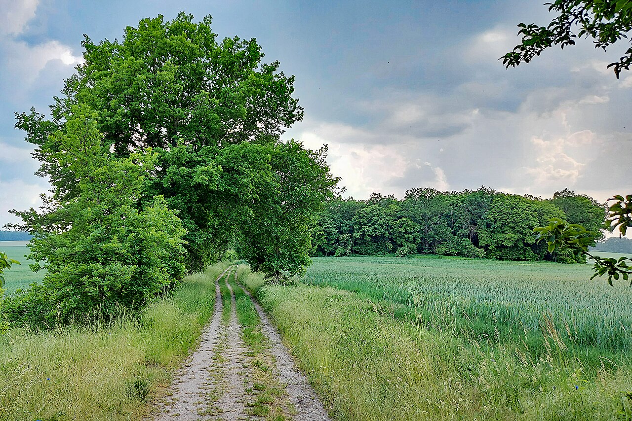 Ein Feldweg aus Schotter, der leicht mit Gras überwachsen ist, einige Bäume, rechterhand ein Feld.
