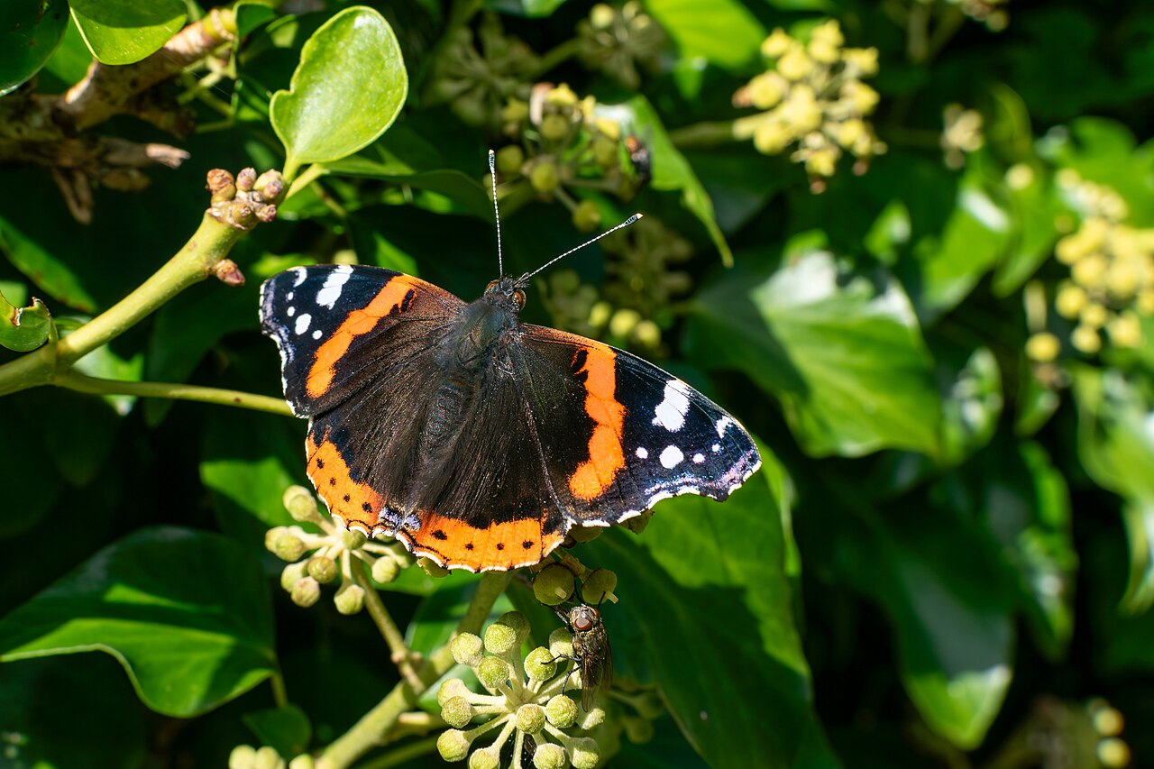 Ein Admiral-Schmetterling sitzt mit geöffneten Flügeln auf einem Efeu. Die Flügeloberseiten des Admirals sind schwarz mit einem orangen äußerlichen Band und kleinen weißen Flecken an den Flügelspitzen. Schräg hinter ihm sitzt eine Fliege auf den Blüten des Efeus.