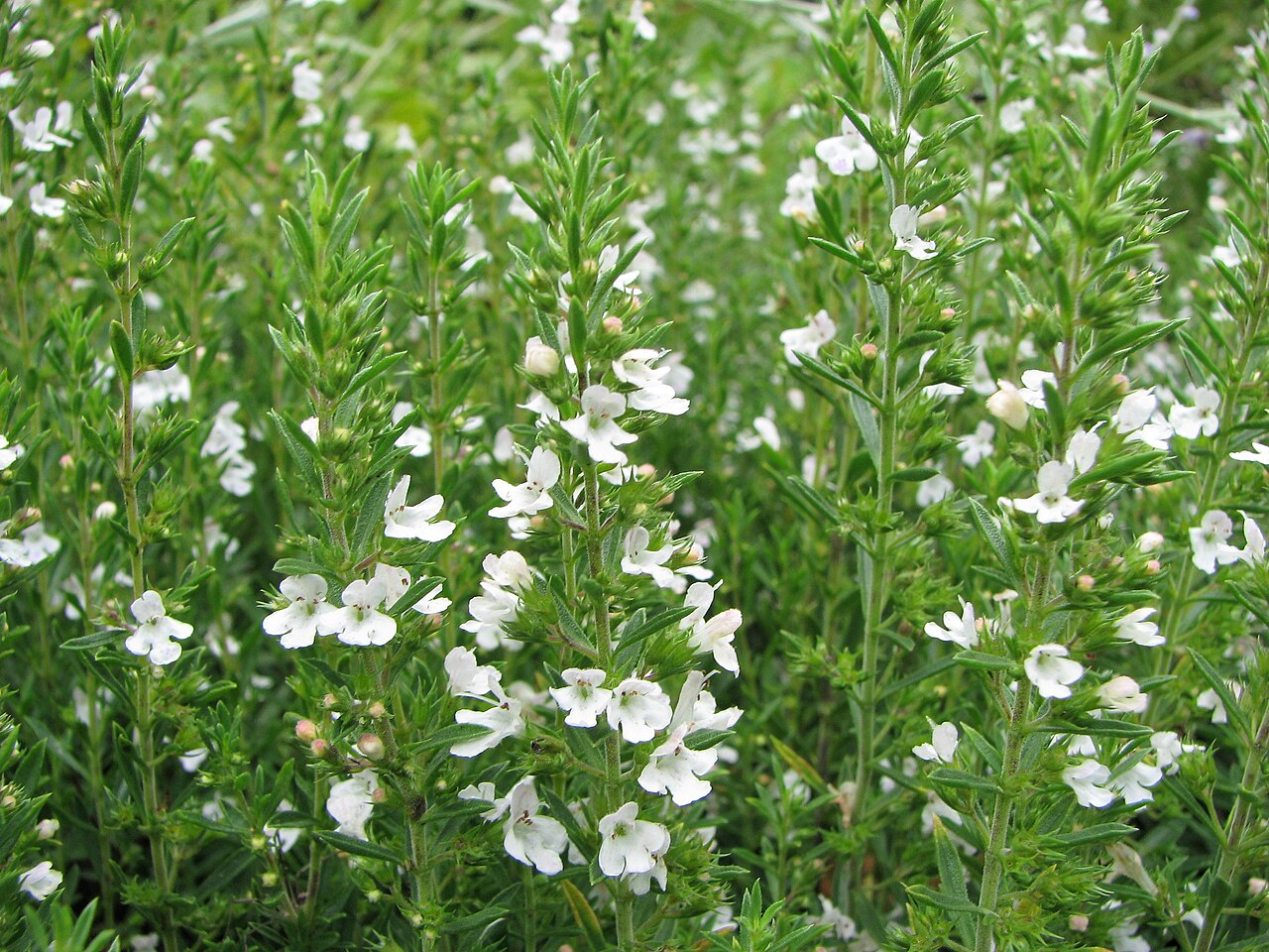 Viele Stängel von Bohnenkraut mit schmalen Blättern und rund um die Stängel verteilte weiße Blüten
