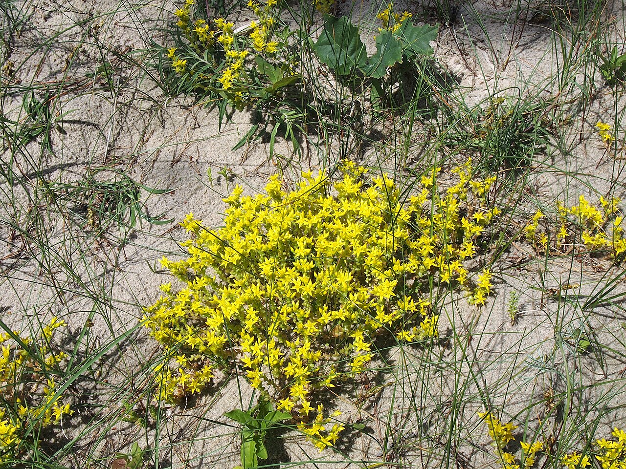 Pflanze mit gelben sternförmigen Blüten, die dicht auf einem sandigen Boden wächst. Kommt mit voller Sonne und Trockenheit aus.