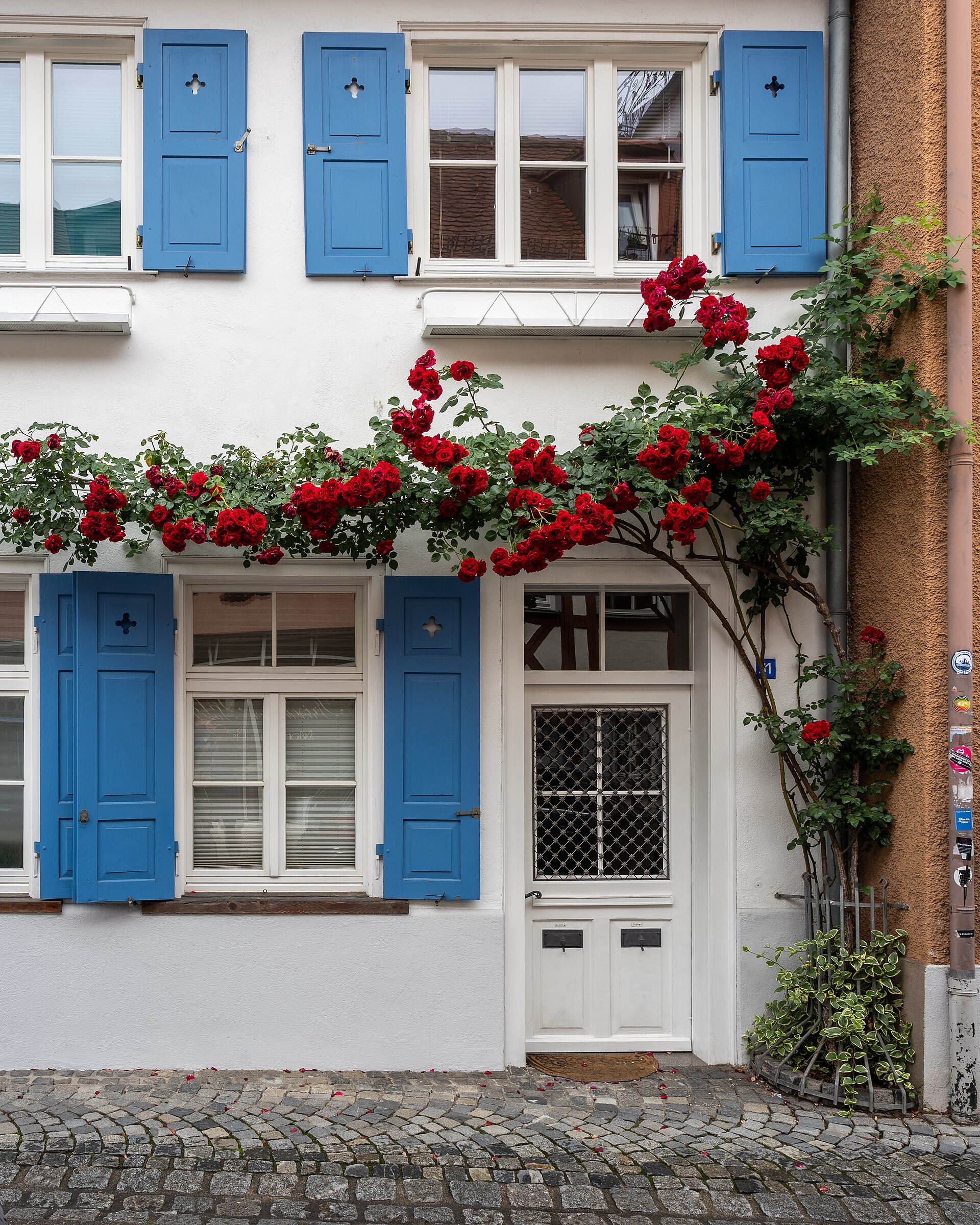 Ein weißes Haus mit blauen Fensterläden. Aus einer Nische angrenzend an das benachbarte Haus wächst eine rote Kletterrose, die an die weißen Hausfassade entlang klettert.