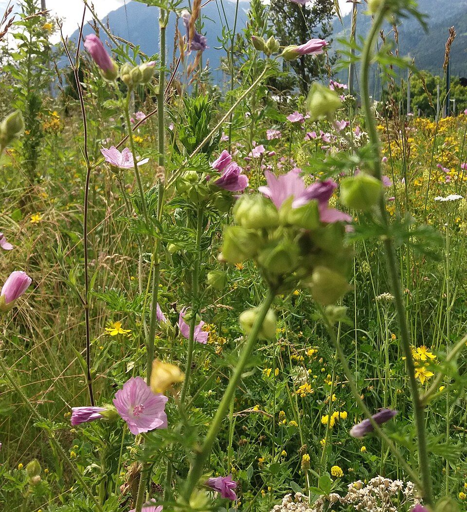 Eine Blumenwiese mit blühenden Malven und anderen Wildblumen, im Hintergrund Berge