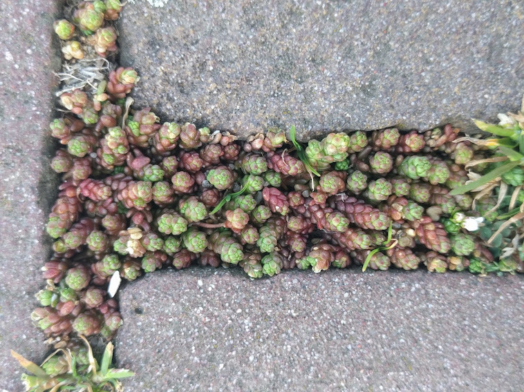 In einer Fuge zwischen Steinen wächst dicht der scharfe Mauerpfeffer, eine trockenheitsverträgliche Sedum-Art mit dickfleischigen Blättern.