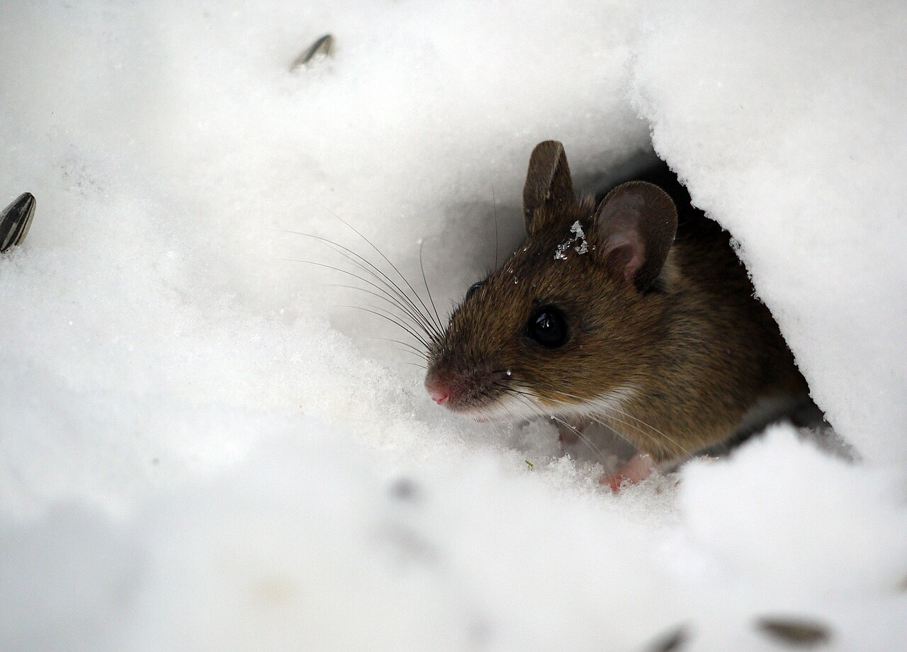 Maus schaut aus einem Schneeloch hervor