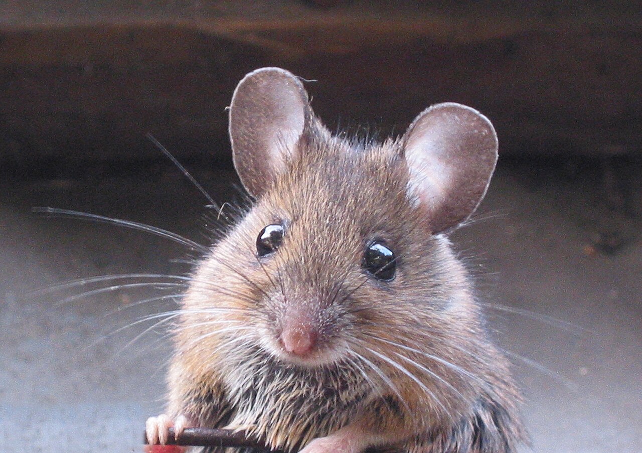Frontalansicht einer graubraunen Maus mit großen schwarzen Augen, runden Ohren und langen Barthaaren