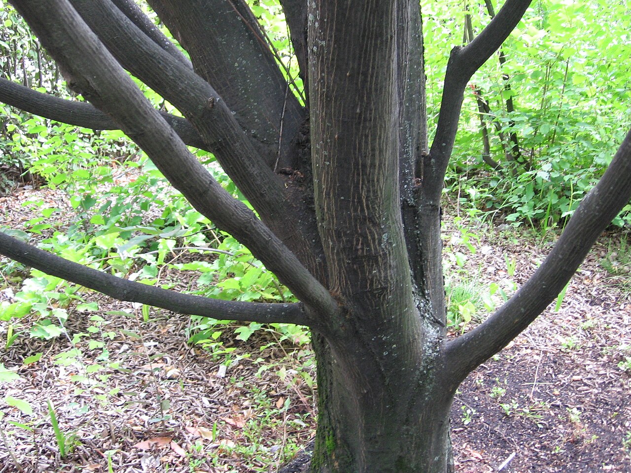 Stamm und Äste eines Baumes mit dunkler, glatter Rinde, im Hintergrund krautiger Waldboden