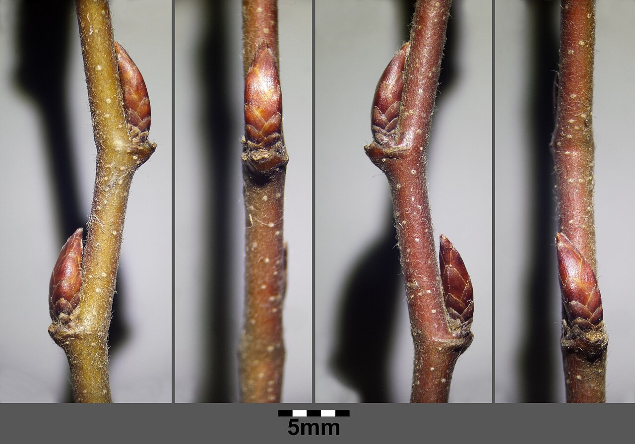 2 lange, spitze, rotbraune Knospen an einem rötlichen, dünnen Zweig von 4 Seiten fotografiert mit 5 mm Größenvergleich