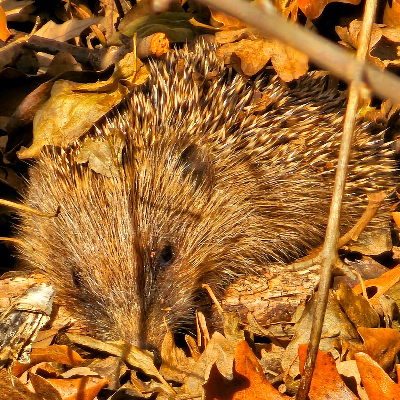 Ein Igel, also ein kleines, stachliges, braunes Säugetier mit vier kurzen Beinen, in einem herbstlichen Laubhafen.