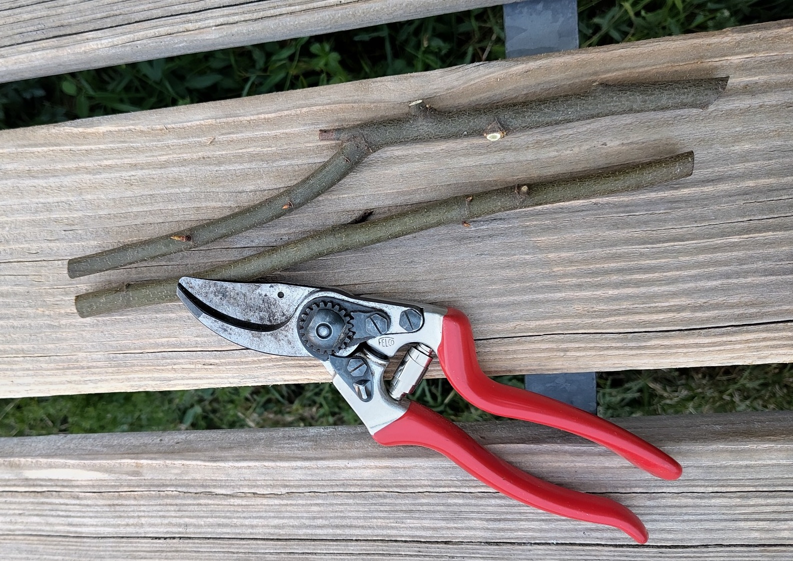 rote Gartenschere und zwei fingerdicke Zweigabschnitte liegen auf einer Holzplanke