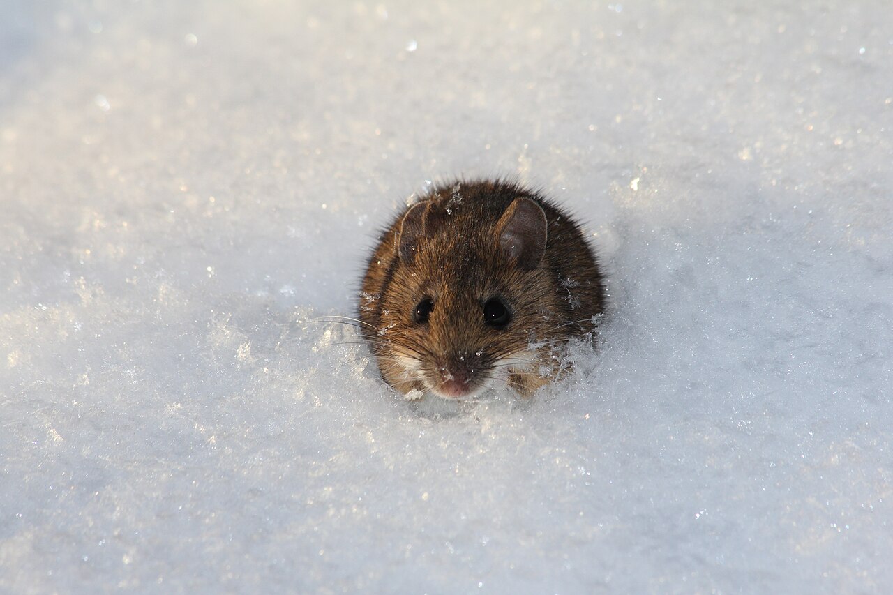 Eine im Schnee sitzende, braune Maus, die nach oben in die Kamera blickt.