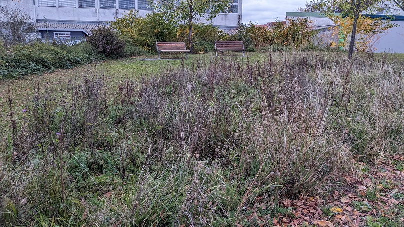 Blühwiese im Winter. Es stehen noch vertrocknete Blumen und Pflanzen.